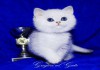 Фото Британские котята серебристая шиншилла