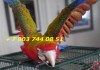 Фото Красный камелот (гибрид попугаев ара) - ручные птенцы из питомника